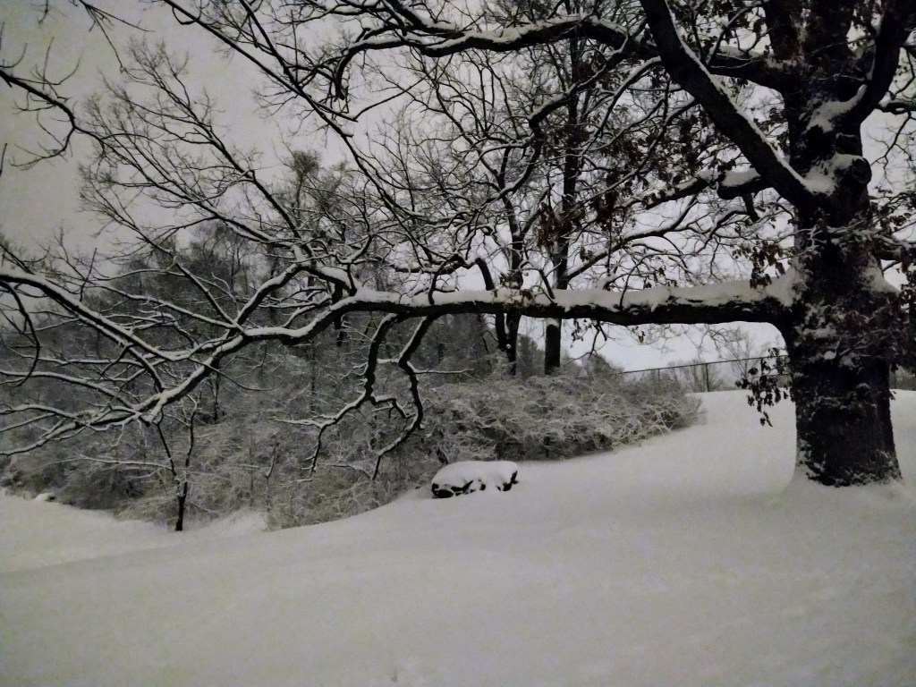 Snow-Covered Branches: Paths taken or&nbsp;not